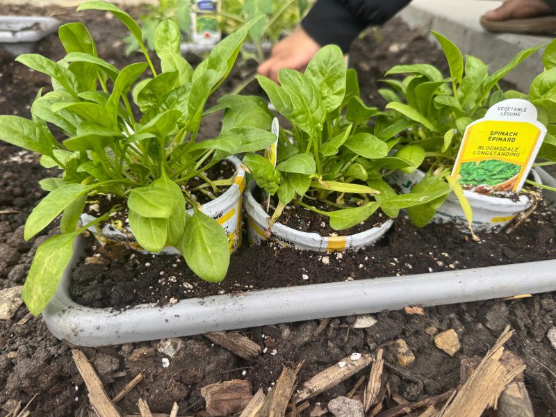 Walking & Gardening